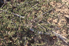 Ceanothus dentatus