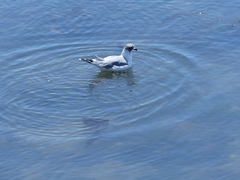 Leucophaeus pipixcan