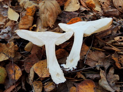 Tricholoma album