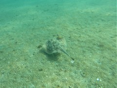 Urobatis concentricus