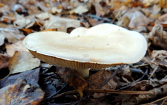 Tricholoma album