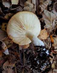 Tricholoma album