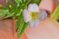 Gratiola officinalis