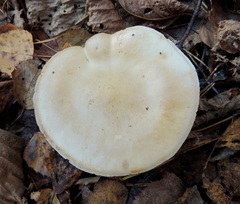 Tricholoma album