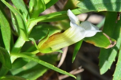 Gratiola officinalis