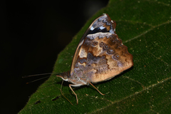 Cybdelis phaesyla