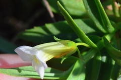 Gratiola officinalis