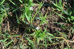 Gratiola officinalis