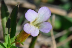 Gratiola officinalis