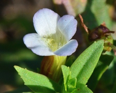 Gratiola officinalis