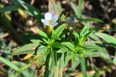 Gratiola officinalis