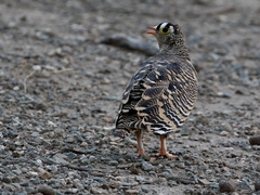 Pterocles lichtensteinii