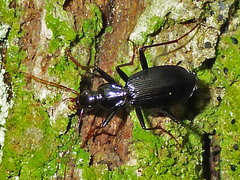 Platynus angustatus