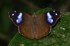 Cybdelis phaesyla