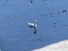 Chroicocephalus maculipennis