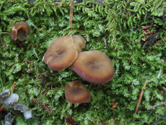 Hydropus marginellus