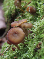 Hydropus marginellus