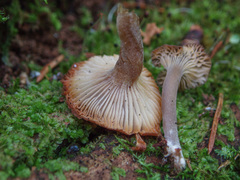 Hydropus marginellus