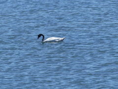 Cygnus melancoryphus