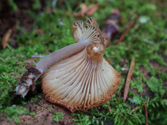 Hydropus marginellus