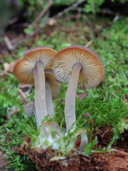 Hydropus marginellus