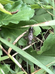 Loxoblemmus arietulus