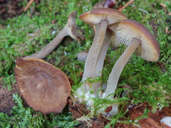 Hydropus marginellus