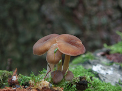 Hydropus marginellus