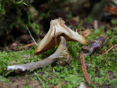 Hydropus marginellus