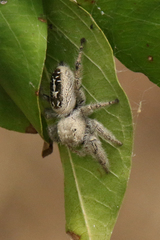 Phidippus texanus