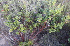 Arctostaphylos tomentosa