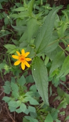 Aspilia mossambicensis