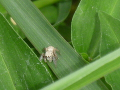 Habronattus
