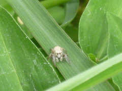 Habronattus