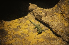 Iberolacerta cyreni
