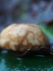 Cynips agama