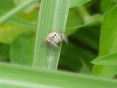 Habronattus