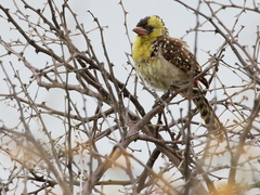 Trachyphonus margaritatus