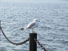 Larus delawarensis