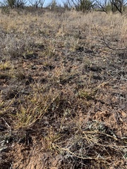 Eragrostis secundiflora