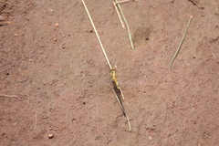 Brachythemis