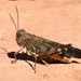 Rock Grasshopper - Photo (c) Nick Leggatt, some rights reserved (CC BY-NC), uploaded by Nick Leggatt