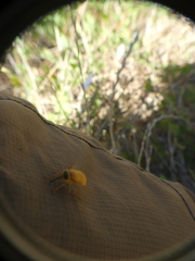 Scaptia viridiventris