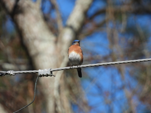 Eastern Bluebird photographed in Louisiana