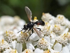 Cylindromyia interrupta