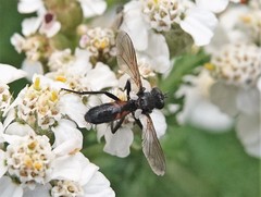 Cylindromyia interrupta