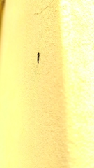 Nectopsyche splendida