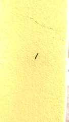 Nectopsyche splendida