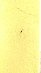 Nectopsyche splendida