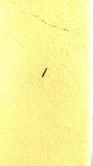 Nectopsyche splendida